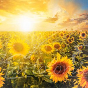 Sonnenblumenfeld