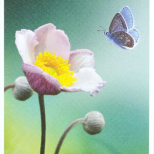 Schmetterling trifft Blume
