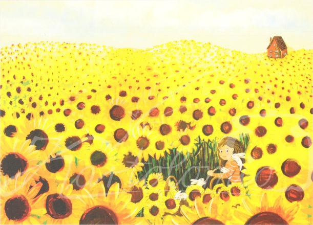 Sonnenblumenfeld